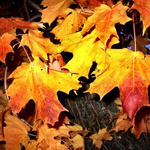 Love Fall